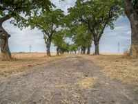 a dirt road is running between some trees in the grass in a field near the water