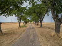 a dirt road is running between some trees in the grass in a field near the water