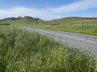 Rural Field in California: Vibrant Agriculture