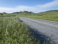 Rural Field in California: Vibrant Agriculture