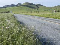 Rural Field in California: Vibrant Agriculture