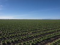 an open field of crops that is growing in the middle of a desert area with mountains and blue sky