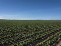 an open field of crops that is growing in the middle of a desert area with mountains and blue sky