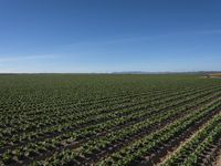 an open field of crops that is growing in the middle of a desert area with mountains and blue sky