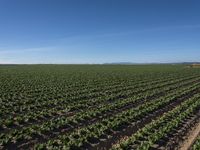 an open field of crops that is growing in the middle of a desert area with mountains and blue sky