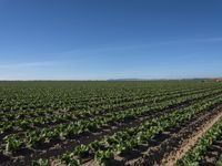 an open field of crops that is growing in the middle of a desert area with mountains and blue sky