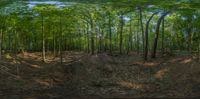 3d generated panorama image of large area of tree filled forest with dirt, dirt, and leaves