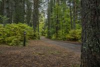 a dirt road winding through a forest filled with trees and other trees and leaves on the ground