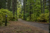 a dirt road winding through a forest filled with trees and other trees and leaves on the ground