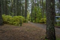 a dirt road winding through a forest filled with trees and other trees and leaves on the ground