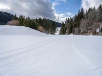 cross country skiing in the middle of winter time with trees lining both sides of the road