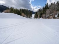 cross country skiing in the middle of winter time with trees lining both sides of the road