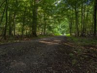 Rural Germany: A Lush Nature Scene in the Forest