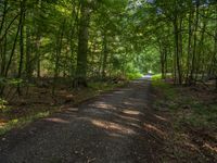 Rural Germany: A Lush Nature Scene in the Forest