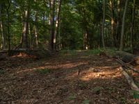 Rural Germany: Off-Road Track Through the Forest