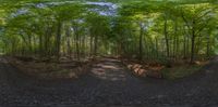 the camera is shown from above a path through the woods in a 360 - angle view