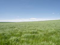 a grassy plain with tall green grass under a blue sky and some clouds in the background