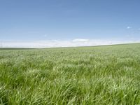 a grassy plain with tall green grass under a blue sky and some clouds in the background