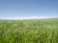 a grassy plain with tall green grass under a blue sky and some clouds in the background