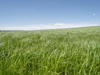 a grassy plain with tall green grass under a blue sky and some clouds in the background