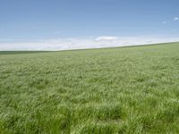 a grassy plain with tall green grass under a blue sky and some clouds in the background