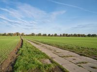 a dirt path in an open field with grass on either side of the field and grass on each side of it