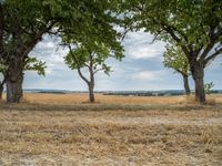 a dirt road is running between some trees in the grass in a field near the water