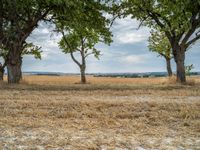 a dirt road is running between some trees in the grass in a field near the water