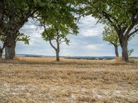 a dirt road is running between some trees in the grass in a field near the water