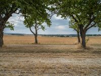 a dirt road is running between some trees in the grass in a field near the water