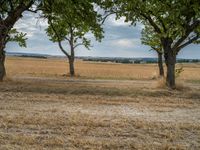 a dirt road is running between some trees in the grass in a field near the water