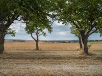 a dirt road is running between some trees in the grass in a field near the water