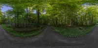 an image of the camera has taken a panoramic view of trees and woods