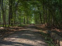 a view of a very long dirt road lined with trees and plants and leaves on the ground