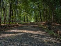 a view of a very long dirt road lined with trees and plants and leaves on the ground