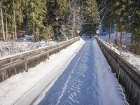 this is a dirt road in the middle of snow and trees in the background is an area with pine trees