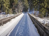 this is a dirt road in the middle of snow and trees in the background is an area with pine trees