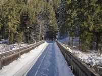 this is a dirt road in the middle of snow and trees in the background is an area with pine trees