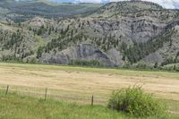 large green farm and a road surrounded by tall grass and mountains with trees lining the valley