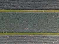 three green fields with lots of plants growing and one is running across them, from above