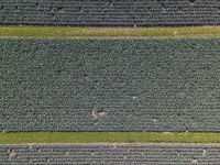 three green fields with lots of plants growing and one is running across them, from above