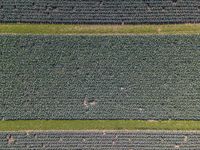 three green fields with lots of plants growing and one is running across them, from above