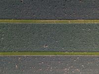 three green fields with lots of plants growing and one is running across them, from above