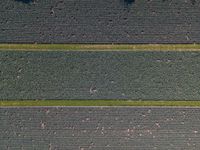 three green fields with lots of plants growing and one is running across them, from above