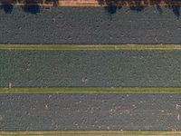 three green fields with lots of plants growing and one is running across them, from above