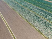 an aerial view of rows of crops in a farm field with fields of brown and green