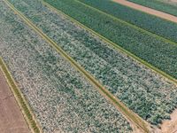 an aerial view of rows of crops in a farm field with fields of brown and green