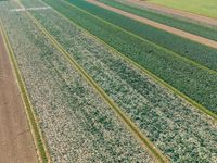 an aerial view of rows of crops in a farm field with fields of brown and green