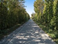 Rural Holland Landscape: Green Fields and Peaceful Roads