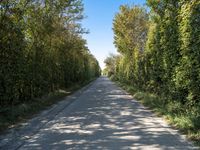 Rural Holland Landscape: Green Fields and Peaceful Roads